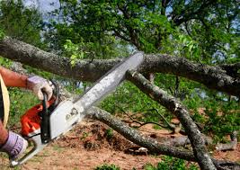 How Our Tree Care Process Works  in  Jonesboro, AR